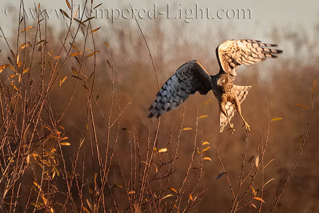 Northern Harrier