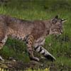 Bobcat