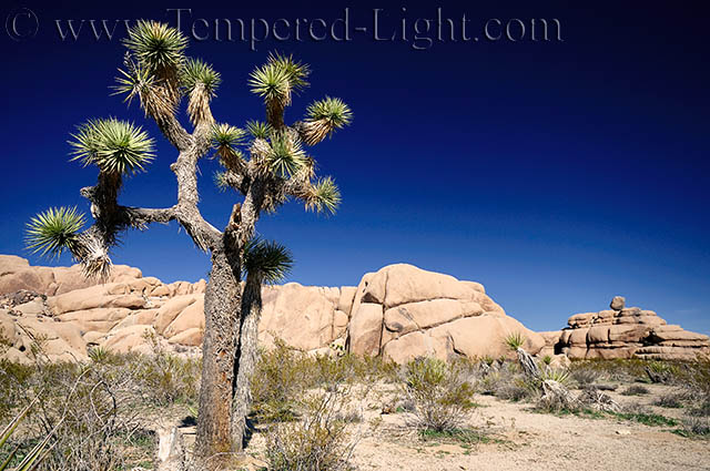 Joshua Tree II