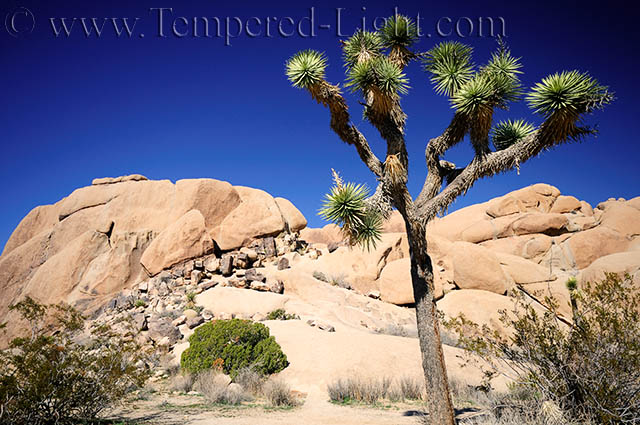 Joshua Tree III