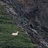 Dall Sheep