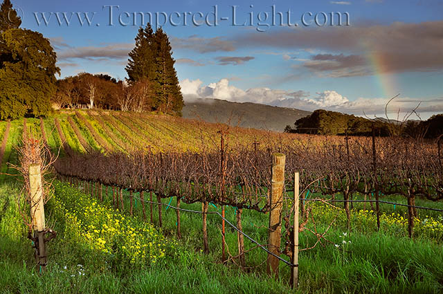Sonoma Spring