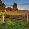 Sonoma Spring