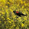 Red-Winged Blackbird in Mustard