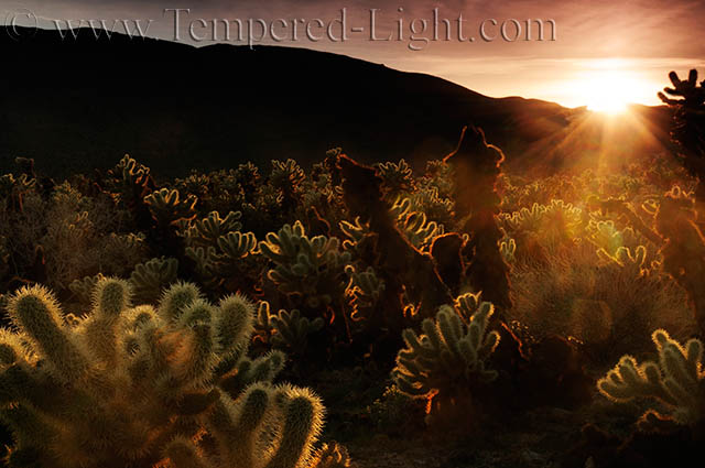 Cholla Garden Sunset