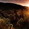 Cholla Garden Sunset