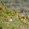 Hoary Marmot