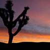 Joshua Tree at Dawn