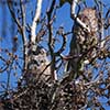 Great Horned Owls