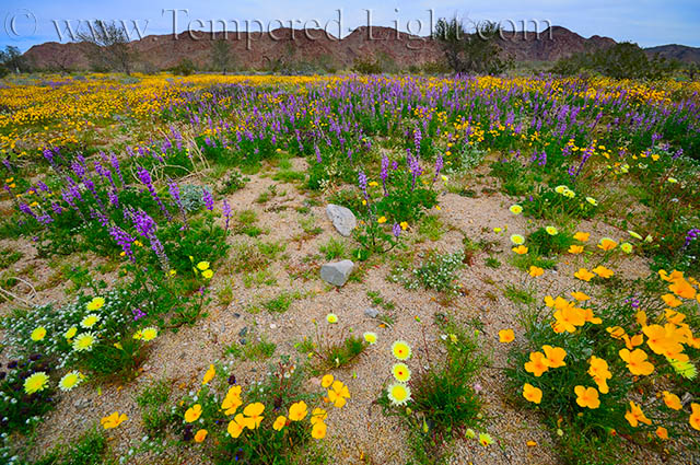 Desert Wildflowers II