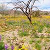 Desert Wildflowers III