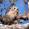 Great Horned Owlet