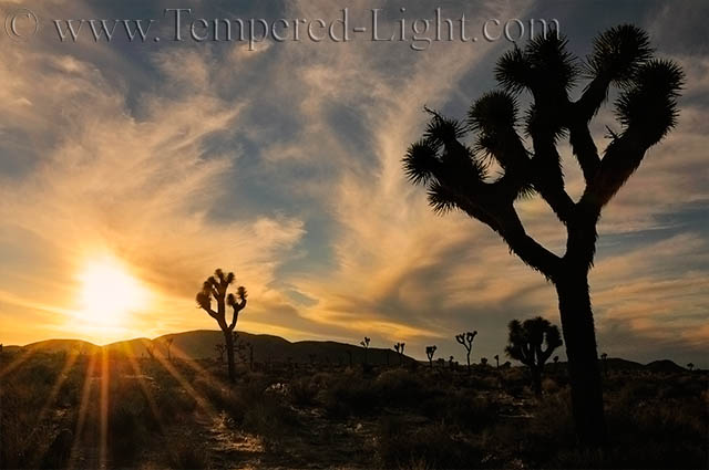 Joshua Tree Sunset
