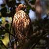 Immature Northern Goshawk