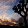 Joshua Tree Sunset II
