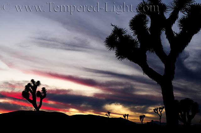 Joshua Tree Twilight