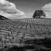 Olive Hill