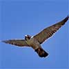 Peregrine Falcon