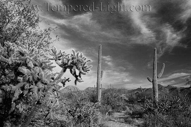 Saguaro