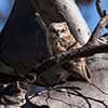 Great Horned Owlet