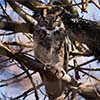 Great Horned Owl