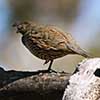 California Quail