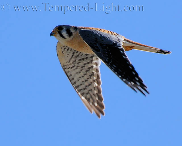 American Kestrel