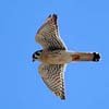 American Kestrel III