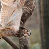 Great Horned Owl