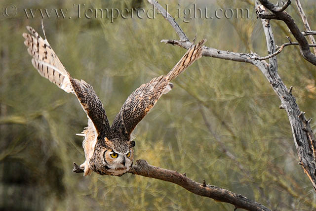 Great Horned Owl