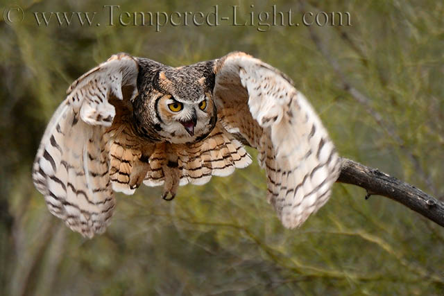 Great Horned Owl