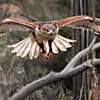 Ferruginous Hawk