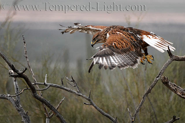 Ferruginous Hawk