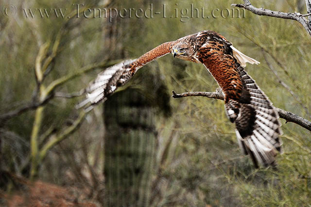 Ferruginous Hawk