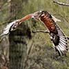 Ferruginous Hawk