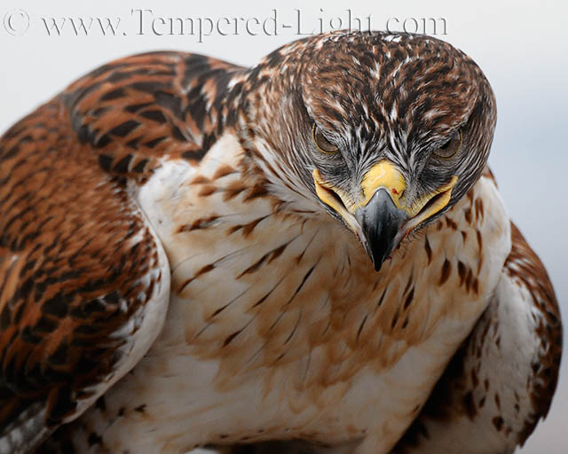 You lookin' at me?