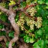 Old Vine Semillon