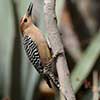 Gila Woodpecker