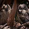 Great Horned Owlets