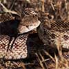 Gopher Snake