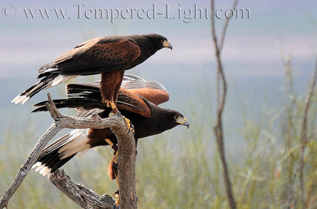 Harris Hawks