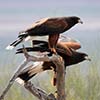 Harris Hawks
