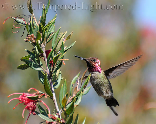 Anna's Hummingbird I