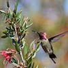 Anna's Hummingbird I