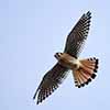 American Kestrel