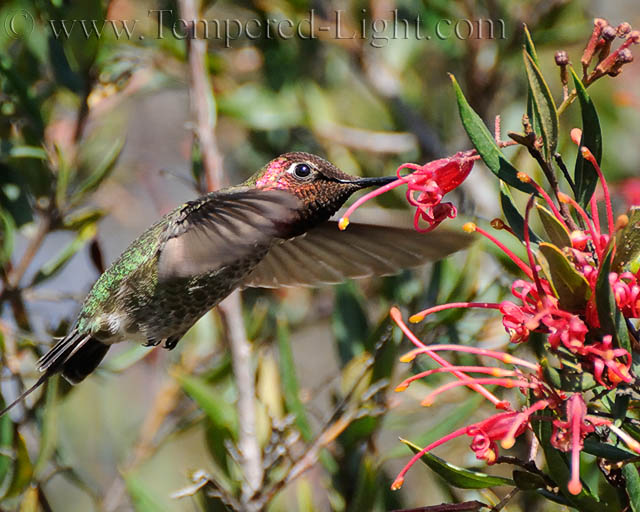 Anna's Hummingbird II