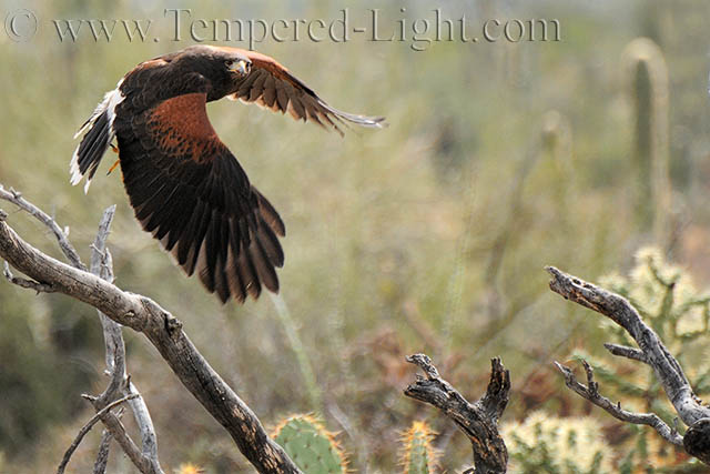 Harris Hawk
