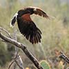 Harris Hawk
