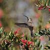 Anna's Hummingbird IV