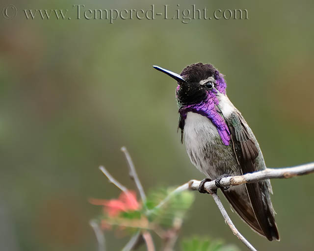 Costas Hummingbird